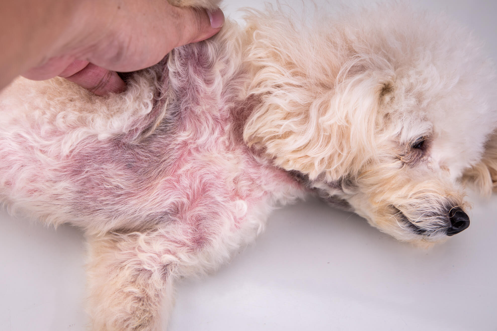 犬に起こり得る皮膚トラブルの種類と原因は？